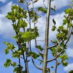 Lipa malolistá (Tilia cordata) ´GREENSPIRE´ - výška 250-300 cm, obvod kmeňa 10/12 cm, kont. C45L